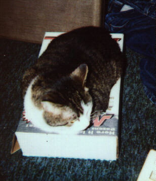 mimi SLEEPING in MSC catalog box